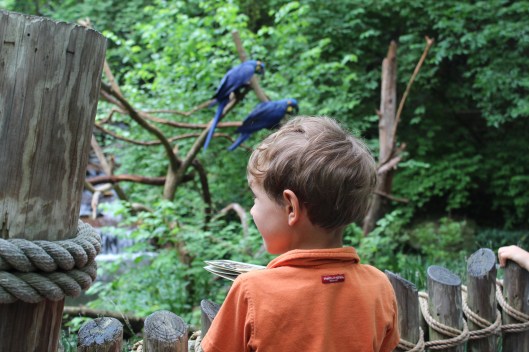A Trip to the Zoo (Michael)